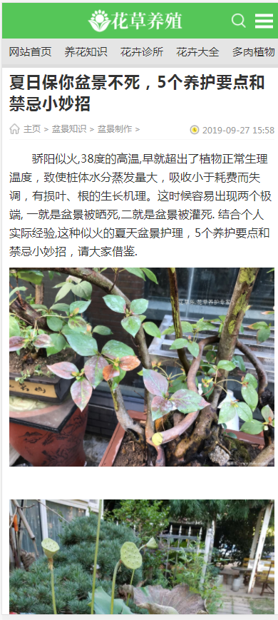(带手机版数据同步)花卉养殖新闻资讯类织梦模板 绿色花草植物网站模板