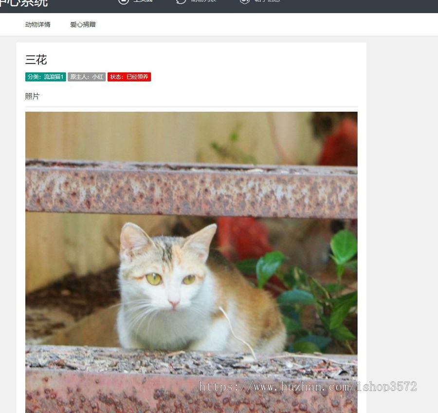 基于springboot的社区流浪动物救助管理系统源码
