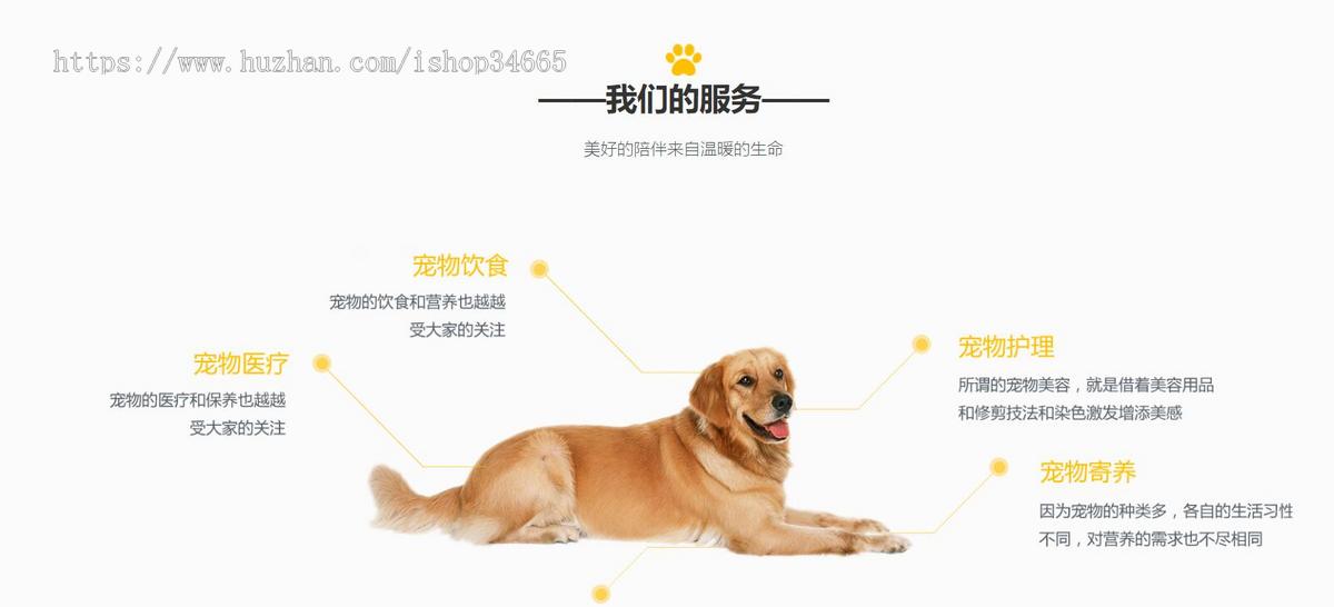 宠物咨询门户小网站静态HTML模板